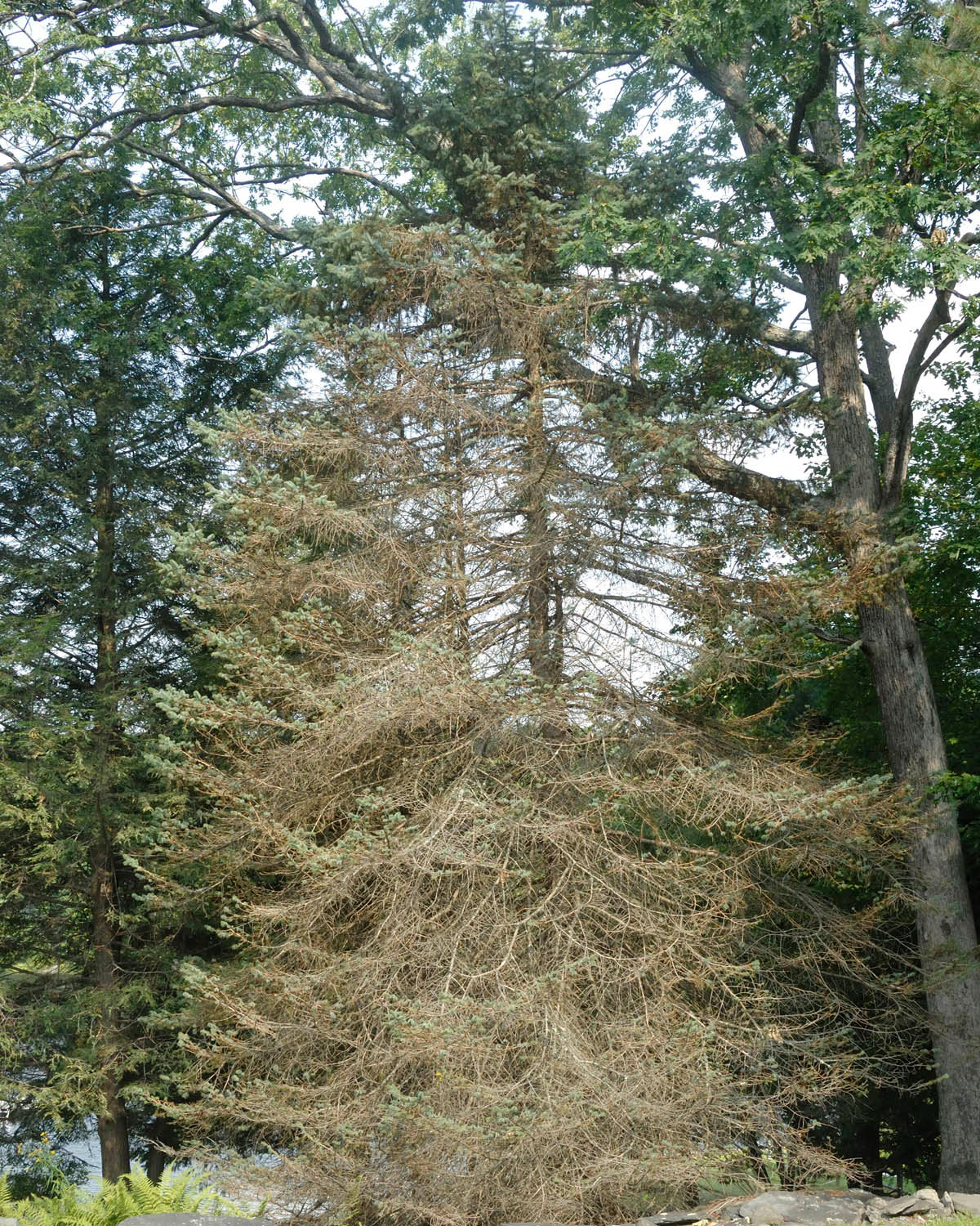 This eastern hemlock tree is largely denuded by hemlock wooly adelgid (HWA). This was a smaller tree; it only took three years from the first sign of HWA until the tree was dead. Several other similar-sized trees on this lake beach in Shohola have also died or had to be cut down.